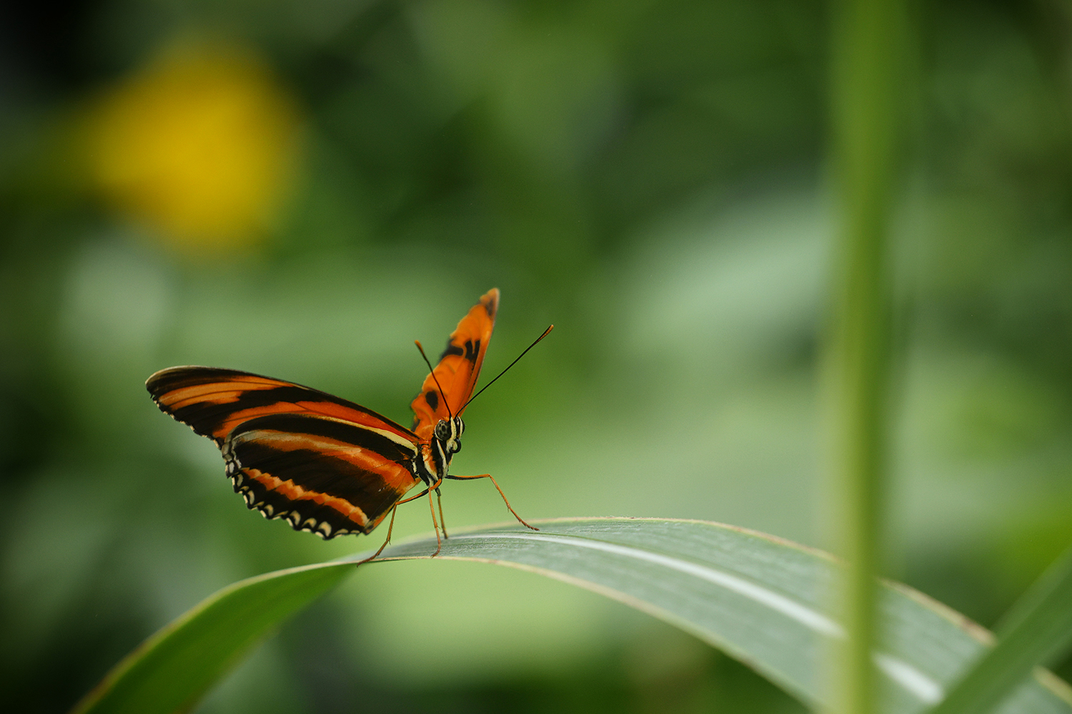 Dryadula phaetusa