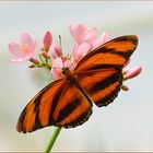 Dryandula phaetusa