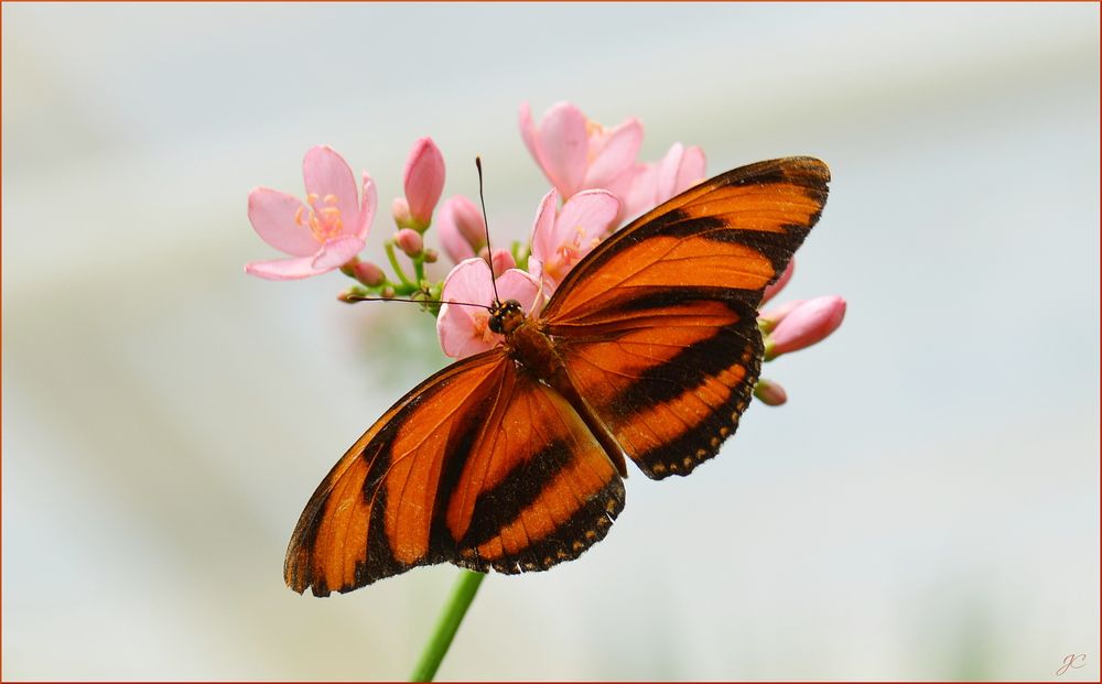 Dryandula phaetusa