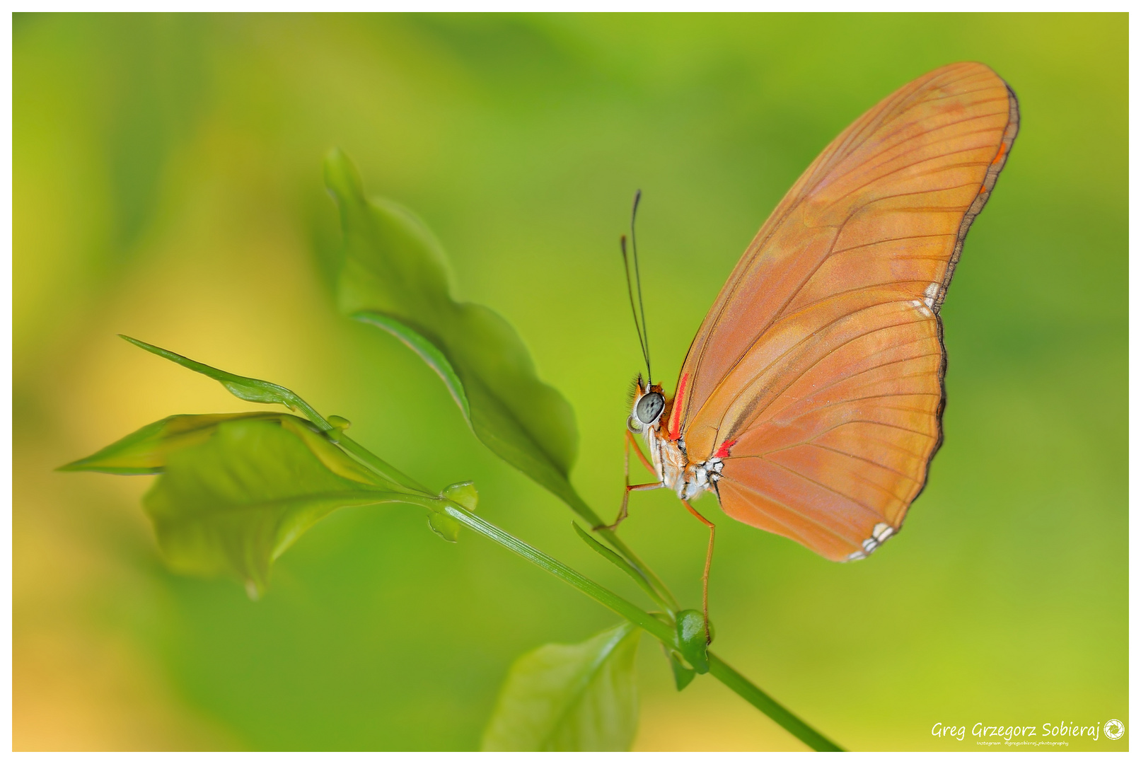 Dryas iulia