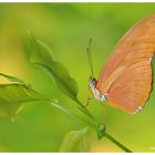 Dryas iulia