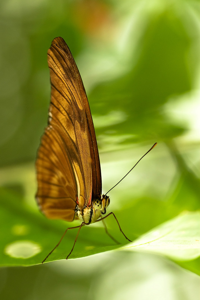 Dryas Iulia