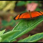 Dryas iulia