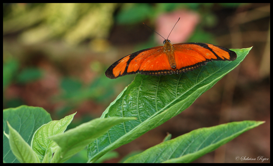 Dryas iulia