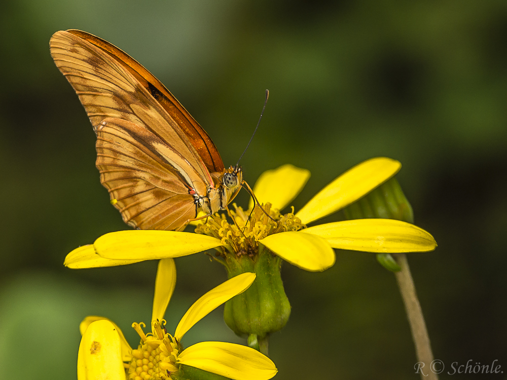 Dryas iulia