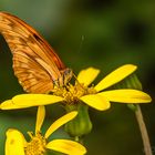 Dryas iulia