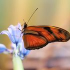 Dryas iulia