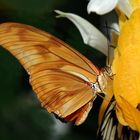 Dryas iulia