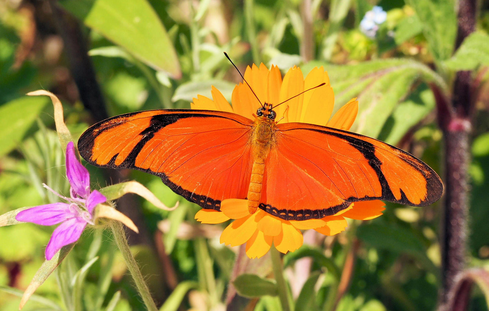 Dryas iulia