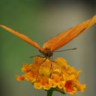 Dryas iulia