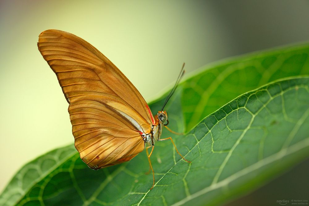 dryas iulia