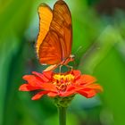 Dryas iulia auf Zinnie