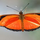 Dryas iulia