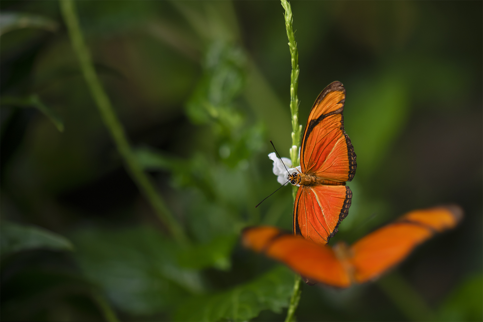 Dryas iulia