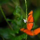 Dryas iulia