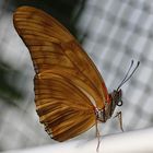 Dryas iulia