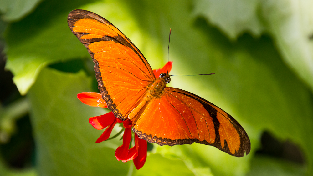 Dryas iulia (Fackel, Julia)