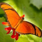 Dryas iulia (Fackel, Julia)