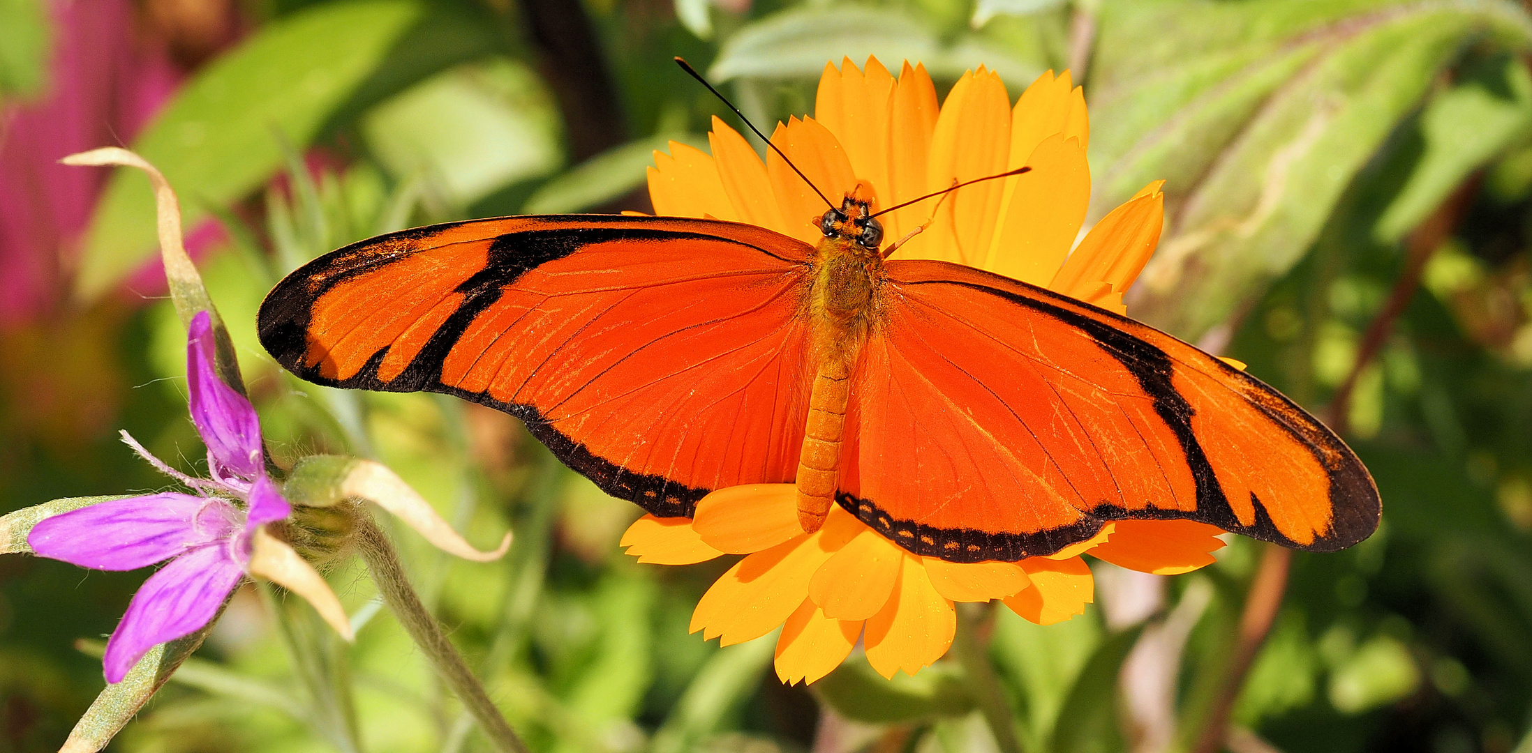 Dryas iulia Falter 