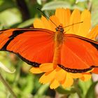 Dryas iulia Falter 