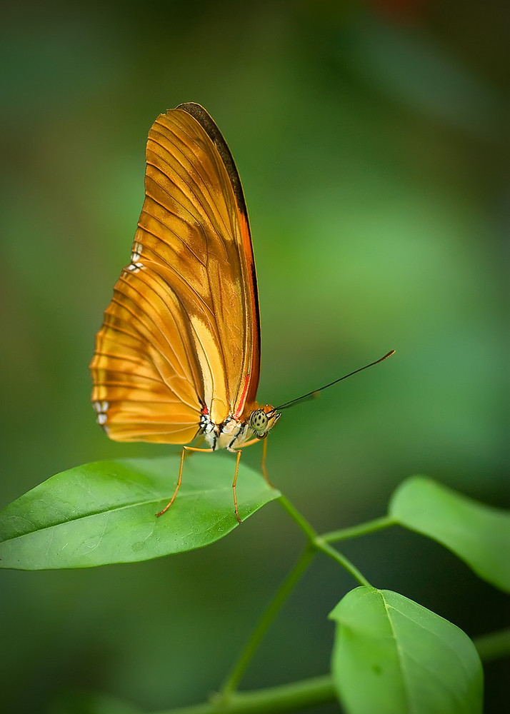 Dryas iulia