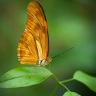 Dryas iulia