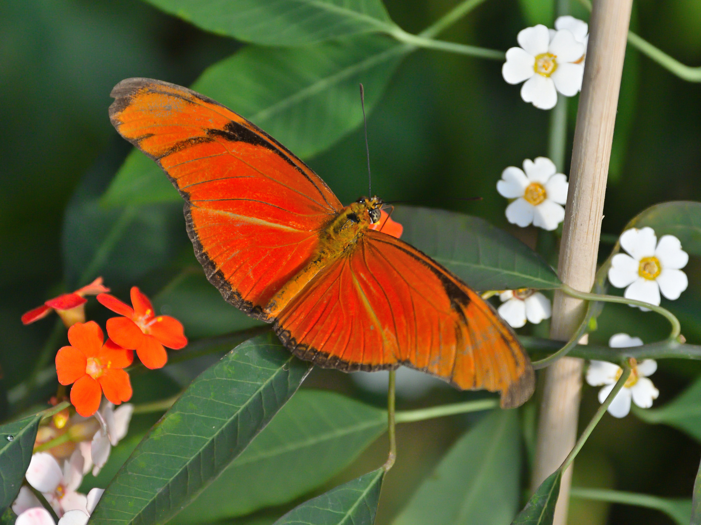 Dryas iulia - Juliafalter