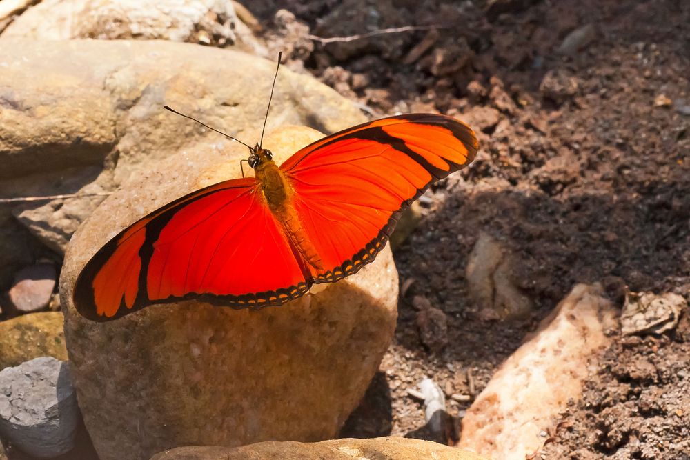 Dryas iulia,Orange longwing