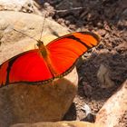 Dryas iulia,Orange longwing