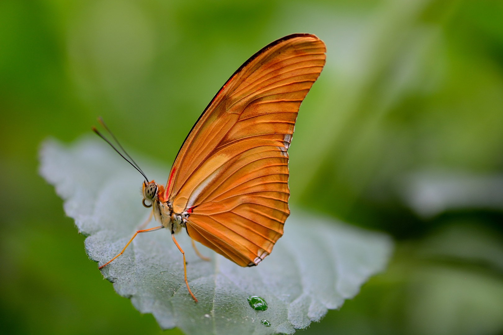 Dryas Julia