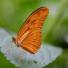 Dryas Julia