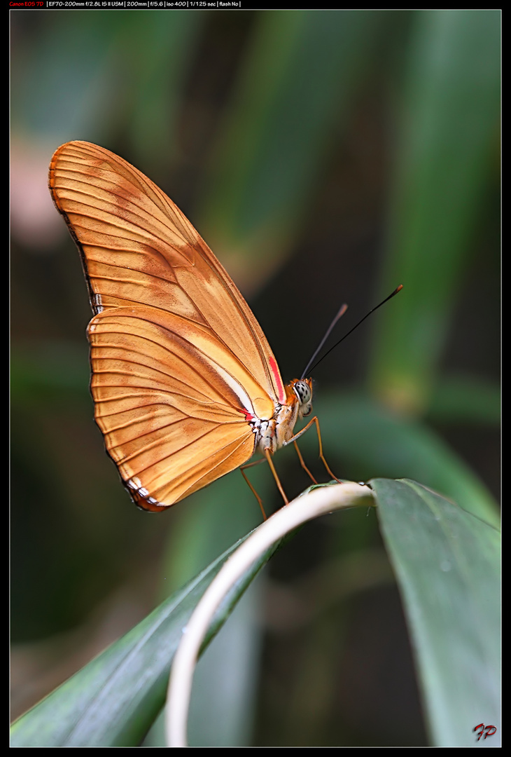 Dryas Julia