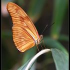 Dryas Julia