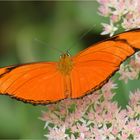 Dryas julia