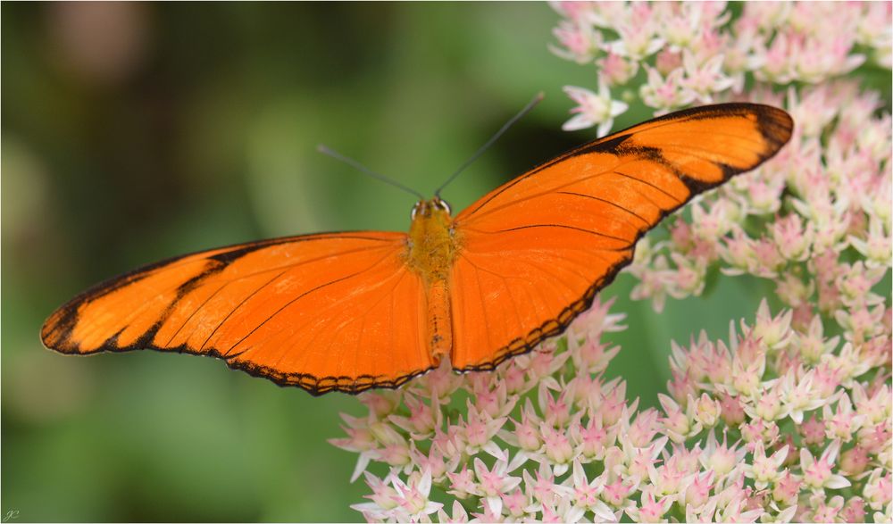 Dryas julia