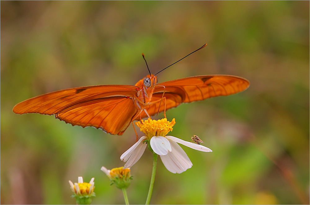 Dryas julia