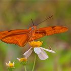 Dryas julia