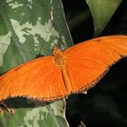 Dryas julia