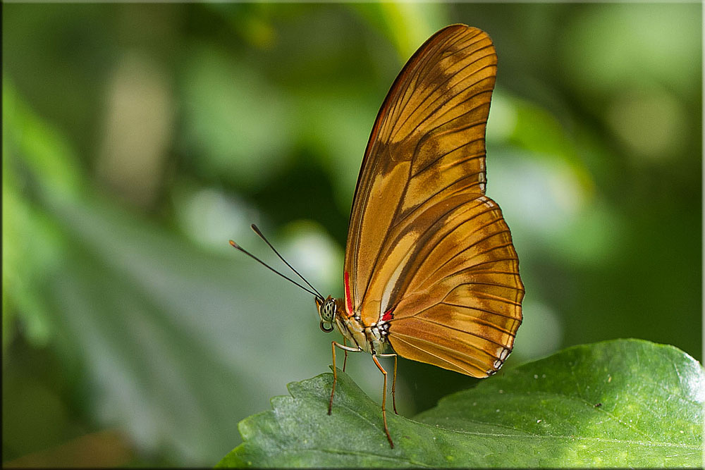 DRYAS JULIA