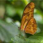 DRYAS JULIA