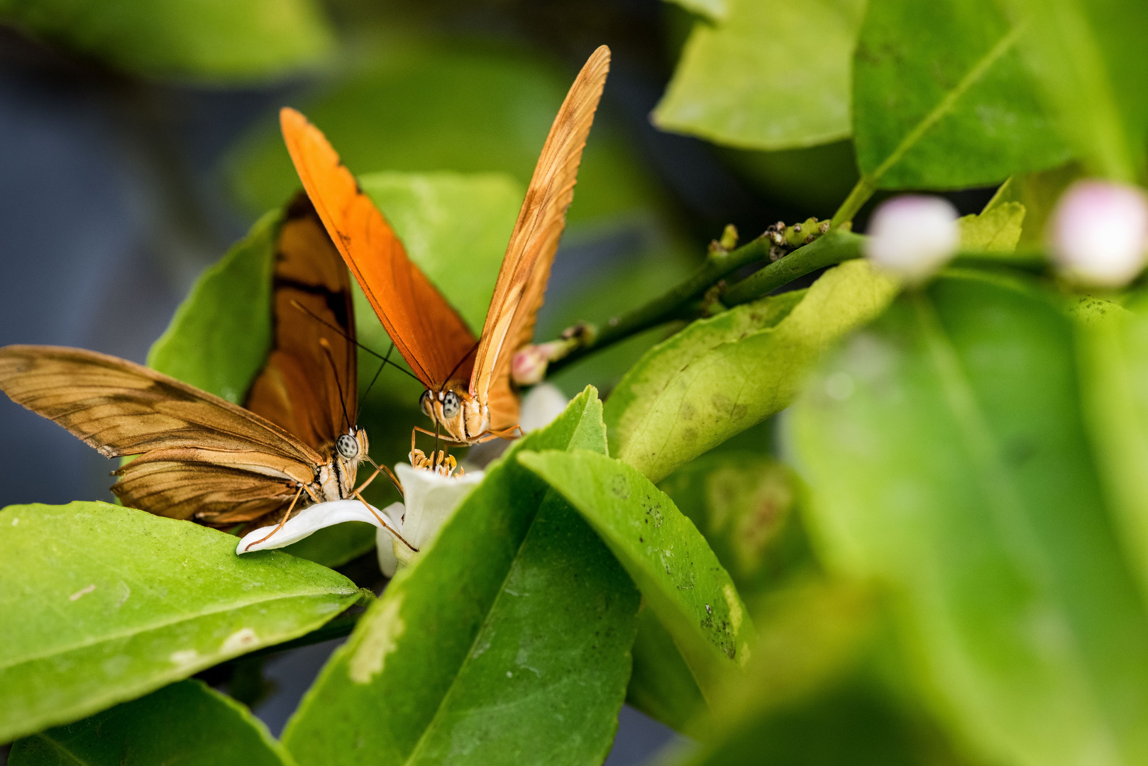 Dryas Julia Baumnymphe Südamerika 