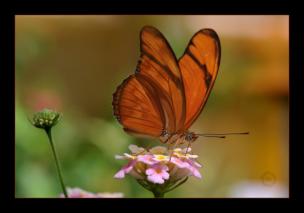 Dryas julia (Fackel)