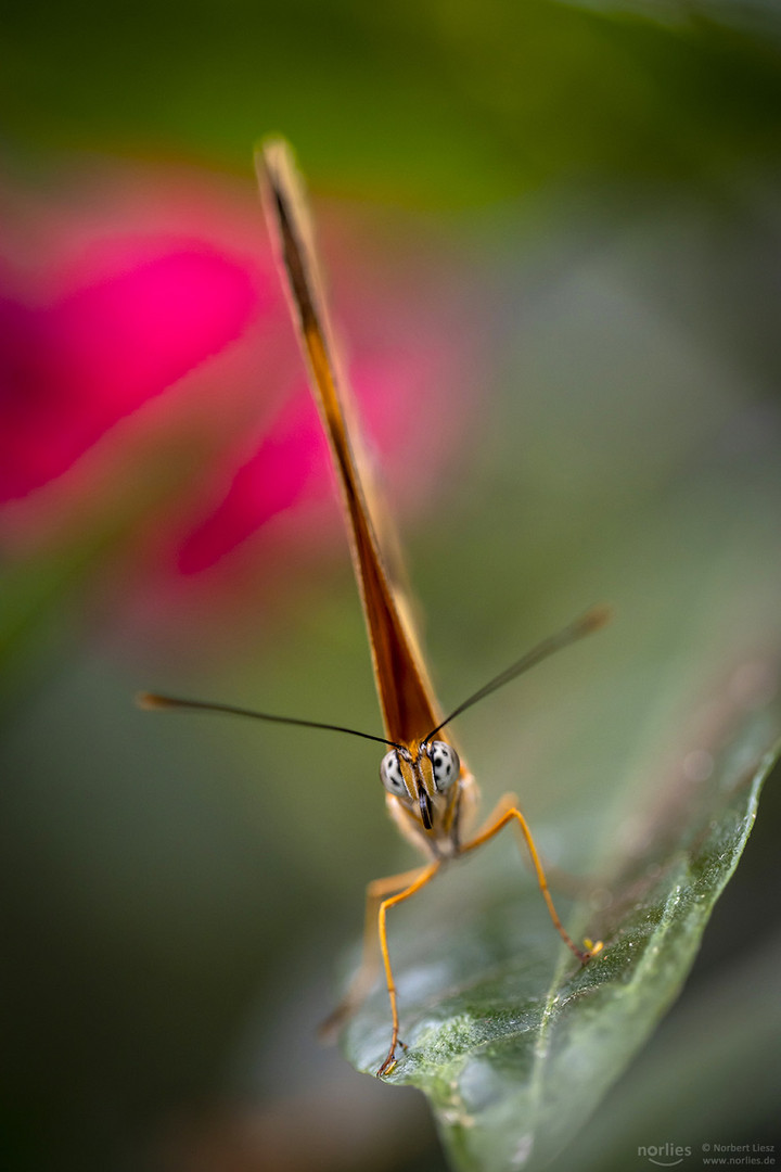 dryas julia Falter