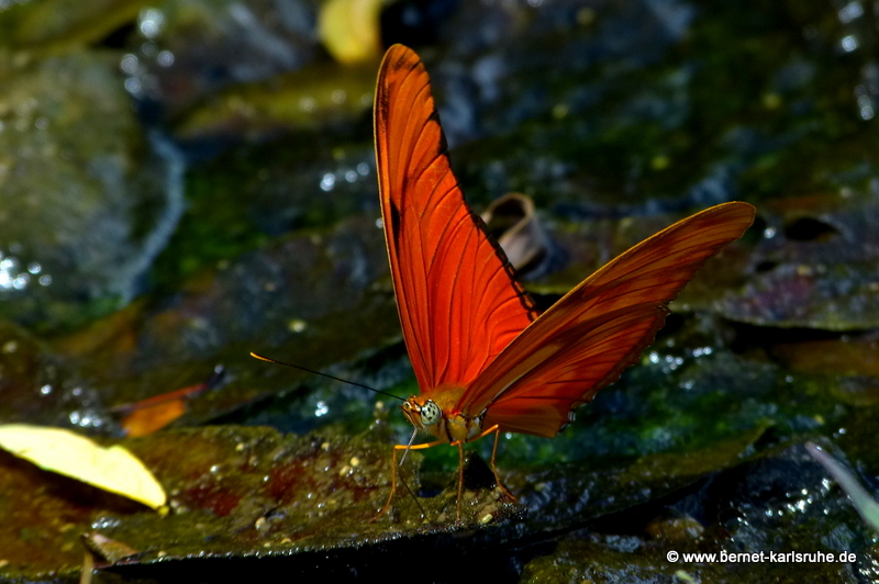 Dryas-Julia in Costa Rica