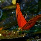 Dryas-Julia in Costa Rica