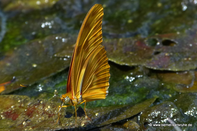 Dryas Julia - in Costa Rica