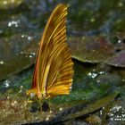 Dryas Julia - in Costa Rica