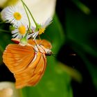 Dryas julia iV