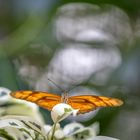 dryas julia on a leaf