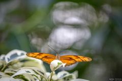 dryas julia on a leaf